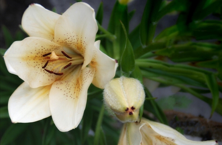 White Flower - white, green, flower, beautiful