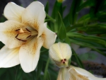 White Flower