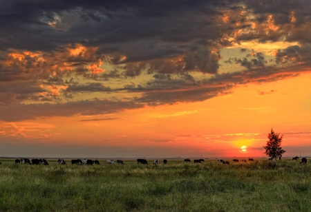 Sunset - clouds, sunset, tree, land