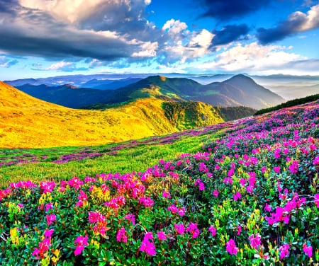 MOUNTAIN WILD FLOWERS - gress, colors of nature, sky, mountain, hills, landscape, nature of forces, nature, clouds, scenery, splendor, flowers