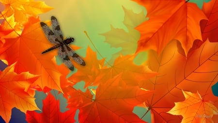 Maples and Dragonfly - fall, autrumn, bright, orange, maple, dragonfly, leaves