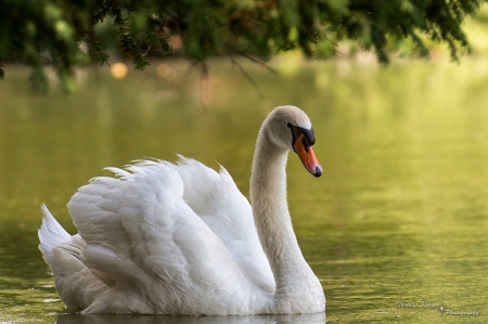 Swan - plants, Lake, Bird, Swan