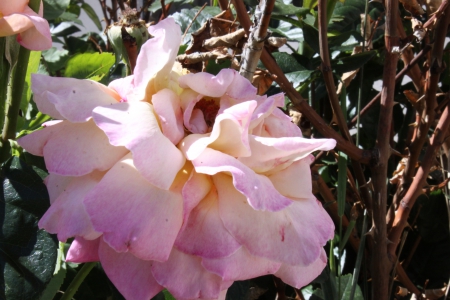 Blossoming Love - Love, Bush, Pink Rose, Roses