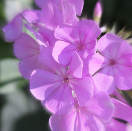 Purple Love - flower, purple, love, nature