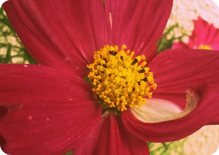 White Petal - white, flower, pink, nature