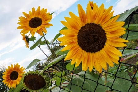 September is ringing - Sunflower, yellow, delicious, garden