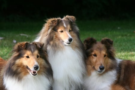 Three Scottish Shepherds - dogs, scottish, three, shepherds