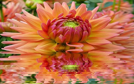 Dahlia Reflection