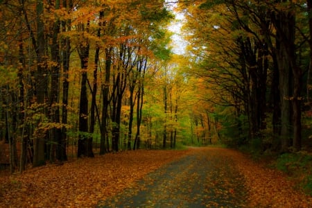 Autumn - autumn, trees, colorful, park, path, autumn splendor, road, nature, fall, forest, walk, leaves, colors