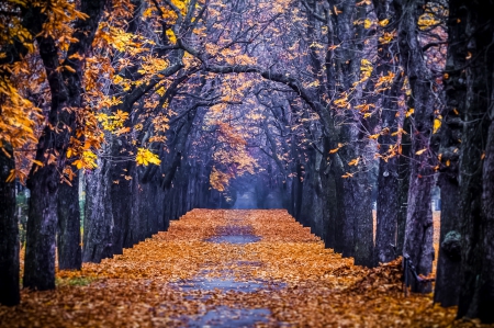 Autumn - forest, fall, path, autumn splendor, road, walk, leaves, trees, nature, colors, park, autumn, colorful