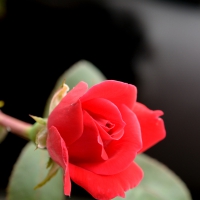 the beauty of a rose