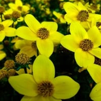 Pretty Yellow Flowers