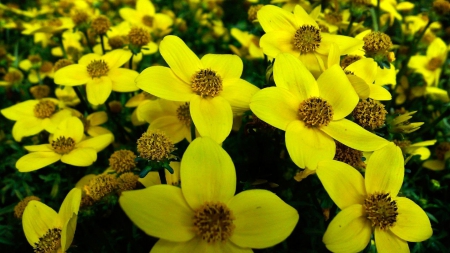 Pretty Yellow Flowers - nature, brown, flowers, yellow