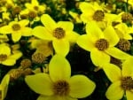 Pretty Yellow Flowers