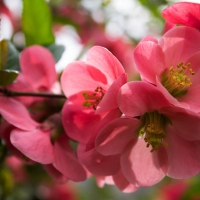 Pink Blossoms