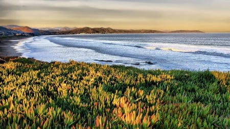 Flower Field on the Beach - nature, beaches, fields, flowers