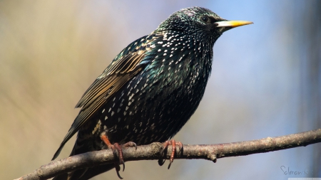 european starling - bird, european, starling, branch