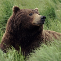 grizzly bear near mcneil river alaska