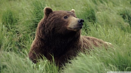 grizzly bear near mcneil river alaska - bear, grass, grizzly, cuddly