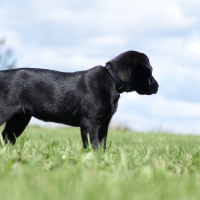 labrador retriever pupppy