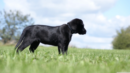 labrador retriever pupppy - labrador, puppy, retriever, dog