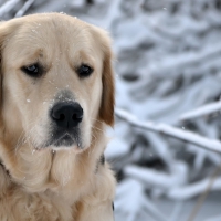 labrador retriever winter