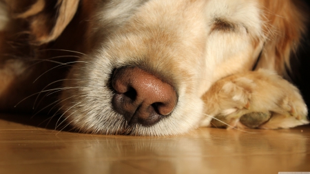 lazy day - nose, face, paw, dog