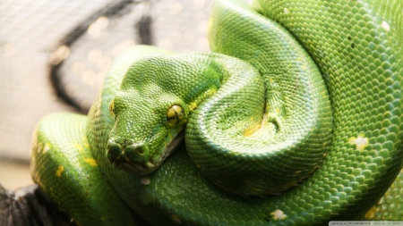 snake - python, snake, tree, green