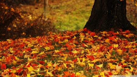 Fallen Autumn Leaves - leaves, nature, autumn, autumn leaves