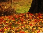 Fallen Autumn Leaves