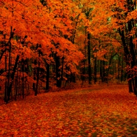 Orange Autumn