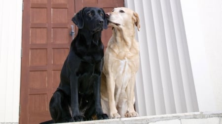 Best Friends - dogs, pair, black and white, friends