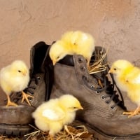 chicks with boots