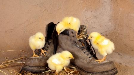 chicks with boots - bird, boot, chick, yellow