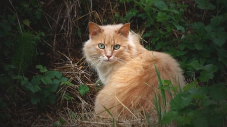 Follow me. - brown, cat, looking, beautiful