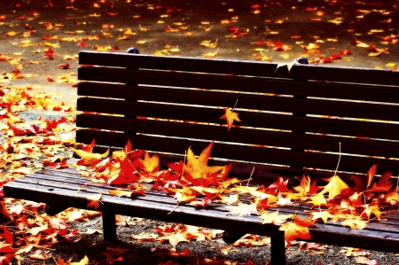 MAPLE LEAVES - autumn, scene, bench, maple, leaves