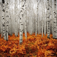 Birch Trees in Autumn