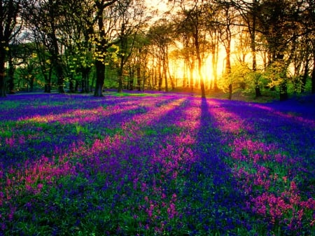 Forest sunlight - carpet, trees, bluebells, shine, morning, rays, sunlight, light, park, summer, lovely, glow, fiery, forest, beautiful, flowers, sunrise