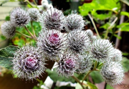 Burdock - nature, fields, autumn, other