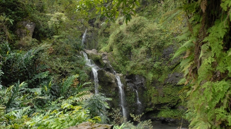 fall in forest - forest, trees, waterfall, ferns