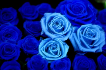 BLUE ROSES - cyan, flowers, roses, nature, blue