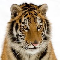 sumatran tiger cub