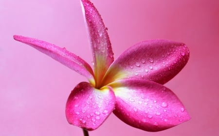 Plumeria - flower, pink, water drops, plumeria