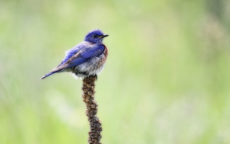 Western bluebird - cute, bird, green, blue