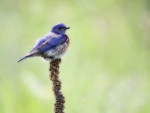 Western bluebird