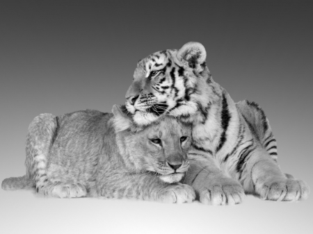 Friends - cub, friend, tiger, black, white, animal, cute, lion, wild