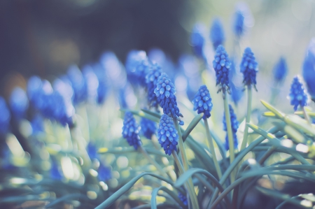 Flowers - flowers, petals, nature, blue