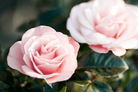 Pink roses - flowers, nature, pink roses, softness