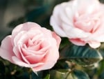 Pink roses