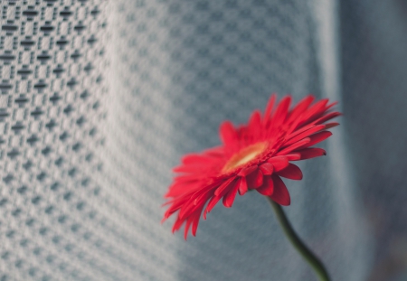 Gerbera - nature, gerbera, flower, red